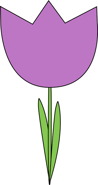 Purple_Tulip